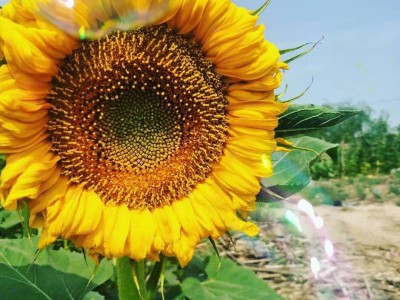 新货葵花籽361.363.5009.601.3939.内蒙古产地直供 工厂供货图2