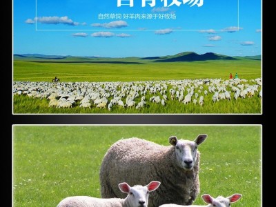 内蒙古锡盟太仆寺旗草原散养羔羊排1kg图5