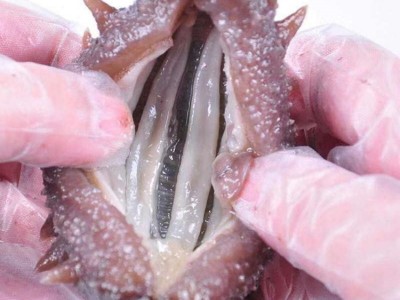 鲜食海参批发非大连干货海参礼盒大连鲜食即食海参500g图4