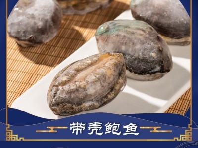 鲍鱼哥原壳带肚活冻鲍鱼新鲜冷冻大鲍小鲍 佛跳墙食材图3