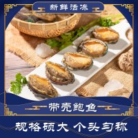 鲍鱼哥原壳带肚活冻鲍鱼新鲜冷冻大鲍小鲍 佛跳墙食材