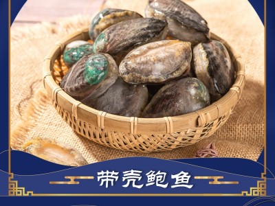 鲍鱼哥原壳带肚活冻鲍鱼新鲜冷冻大鲍小鲍 佛跳墙食材图2