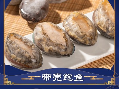 鲍鱼哥原壳带肚活冻鲍鱼新鲜冷冻大鲍小鲍 佛跳墙食材图5