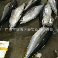 欢迎预定冰鲜黄鳍金枪鱼 印尼黄鳍大目金枪鱼 15-100KG每条