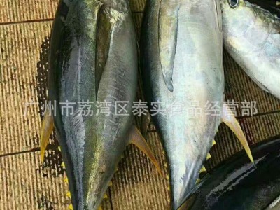 欢迎预定冰鲜黄鳍金枪鱼 印尼黄鳍大目金枪鱼 15-100KG每条图3