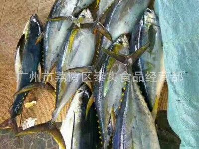 欢迎预定冰鲜黄鳍金枪鱼 印尼黄鳍大目金枪鱼 15-100KG每条图2