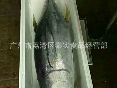 欢迎预定冰鲜黄鳍金枪鱼 印尼黄鳍大目金枪鱼 15-100KG每条图4