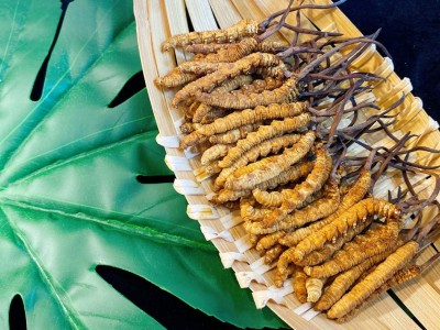 西藏那曲冬虫夏草 原产地直供各规格冬虫草干冻虫草茶 虫草代发图2