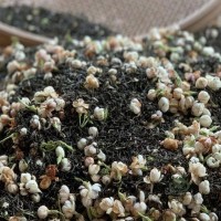 新茶茉莉花茶 广西横县茉莉绿茶500克奶茶花香茶叶厂家货源