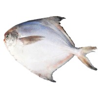 宁波象山东海新鲜白鲳鱼 冰冻水产小鲳鱼60/80规格 厂家直供现货