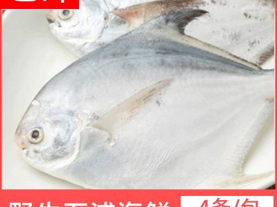 宁波象山东海新鲜白鲳鱼 冰冻水产小鲳鱼60/80规格 厂家直供现货图5
