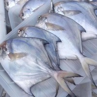 宁波象山东海新鲜白鲳鱼冰冻水产小鲳鱼 100-120规格 水产批发