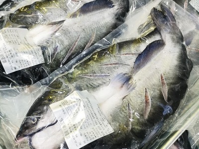 新鲜开背清江鱼活鱼冷冻商用烤鱼半成品鲜活腌制整条700g-1100g图2