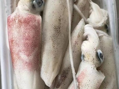 东山小管 活冻鱿鱼 小鱿鱼 一口管 海兔新鲜速冻 团购一件代发图4