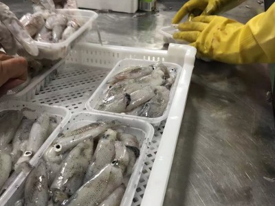 东山小管 活冻鱿鱼 小鱿鱼 一口管 海兔新鲜速冻 团购一件代发图3