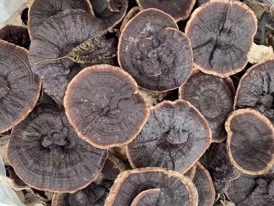 灵芝 香灵芝 金边紫灵芝 金边灵芝 产地图3