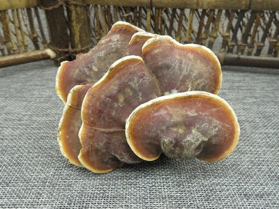 赤灵芝 500g包邮整枝灵芝切片多年野灵芝 带柄赤芝无虫蛀图2