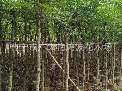 广东揭阳苗木金丝楠木树苗海南沉香苗黄花梨小叶紫檀降香奇楠沉香图2