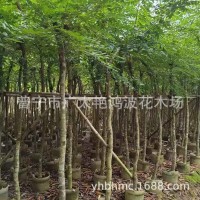 广东揭阳苗木金丝楠木树苗海南沉香苗黄花梨小叶紫檀降香奇楠沉香