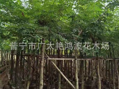 广东揭阳苗木金丝楠木树苗海南沉香苗黄花梨小叶紫檀降香奇楠沉香图4