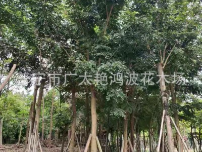 广东揭阳苗木金丝楠木树苗海南沉香苗黄花梨小叶紫檀降香奇楠沉香图3