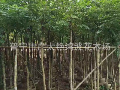 广东揭阳苗木金丝楠木树苗海南沉香苗黄花梨小叶紫檀降香奇楠沉香图5