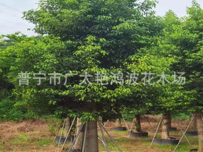 广东园林工程绿化香樟树苗香樟大树假植苗乔木灌木风景树行道树苗图3