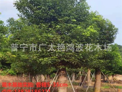 广东园林工程绿化香樟树苗香樟大树假植苗乔木灌木风景树行道树苗图2