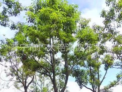 广东园林工程绿化香樟树苗香樟大树假植苗乔木灌木风景树行道树苗图5