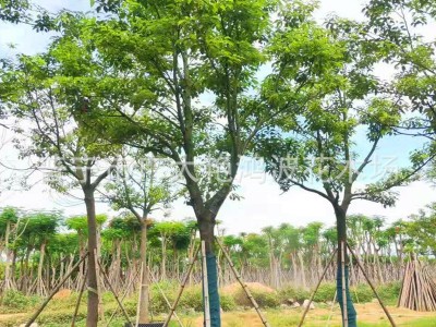 广东园林工程绿化香樟树苗香樟大树假植苗乔木灌木风景树行道树苗图4
