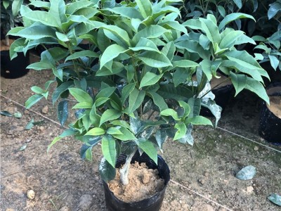 供应：福建花卉 永福花卉 青青花卉 绿化苗 桂花苗 桂花树图4