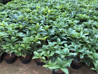 供应：福建花卉 永福花卉 青青花卉 绿化苗 桂花苗 桂花树图3