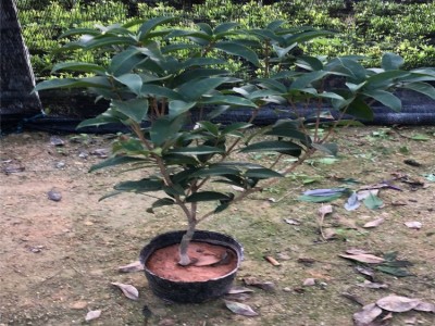 供应：福建花卉 永福花卉 青青花卉 绿化苗 桂花苗 桂花树图2