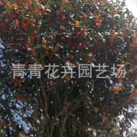 福建花卉 南方花卉 桂花 茶花 种植基地批发