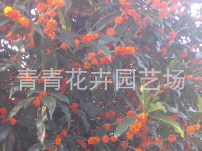 福建花卉 南方花卉 桂花 茶花 种植基地批发图3
