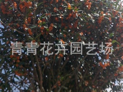 福建花卉 南方花卉 桂花 茶花 种植基地批发图4