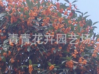 福建花卉 南方花卉 桂花 茶花 种植基地批发图5