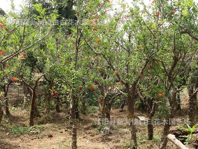 石榴树苗突尼斯软籽庭院树盆栽南方北方种植特大无籽石榴树苗图3