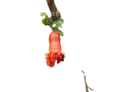 石榴树苗突尼斯软籽庭院树盆栽南方北方种植特大无籽石榴树苗图5