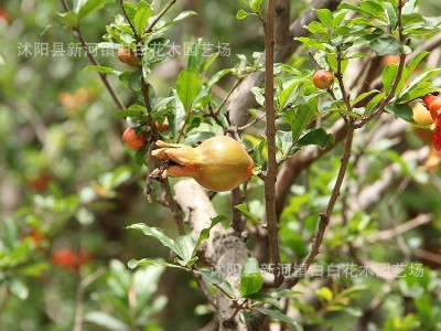 石榴树苗突尼斯软籽庭院树盆栽南方北方种植特大无籽石榴树苗图4