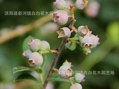 盆栽蓝莓苗四季蓝莓树苗南北方种植果树带花地栽阳台庭院当年结果图2