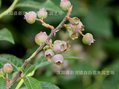 盆栽蓝莓苗四季蓝莓树苗南北方种植果树带花地栽阳台庭院当年结果图3