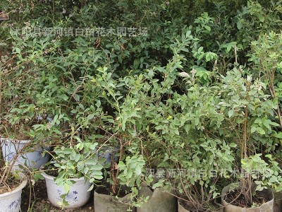 盆栽蓝莓苗四季蓝莓树苗南北方种植果树带花地栽阳台庭院当年结果图5