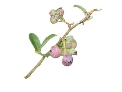 盆栽蓝莓苗四季蓝莓树苗南北方种植果树带花地栽阳台庭院当年结果图4