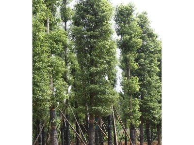 学振苗圃金丝楠木行道风景树绿叶金丝楠木树苗乔木绿化树苗基地直图3