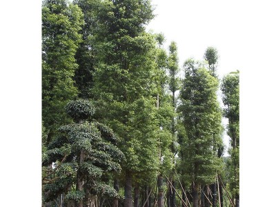 学振苗圃金丝楠木行道风景树绿叶金丝楠木树苗乔木绿化树苗基地直图2