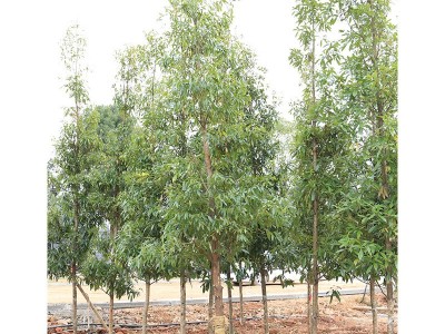 学振苗圃金丝楠木行道风景树绿叶金丝楠木树苗乔木绿化树苗基地直图5