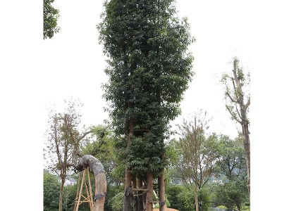 学振苗圃金丝楠木行道风景树绿叶金丝楠木树苗乔木绿化树苗基地直图4