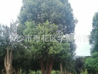苗圃直供 香樟 精品香樟树 香樟大树 多杆香樟 量大价优图2