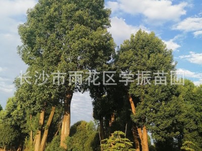 苗圃直供 香樟 精品香樟树 香樟大树 多杆香樟 量大价优图3